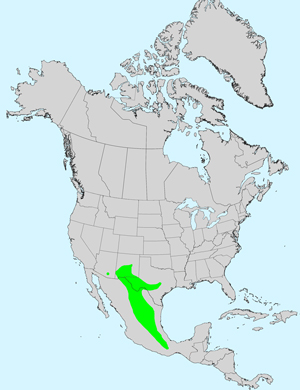 North America species range map for Chrysactinia mexicana: North America species range map for Chaetopappa ericoides: North America species range map for Chaenactis xantiana: North America species range map for Chaenactis stevioides: North America species range map for Chaenactis carphoclinia: North America species range map for Centaurea solstitialis: North America species range map for Centaurea melitensis: Click image for full size map North America species range map for Chrysactinia mexicana: North America species range map for Chaetopappa ericoides: North America species range map for Chaenactis xantiana: North America species range map for Chaenactis stevioides: North America species range map for Chaenactis carphoclinia: North America species range map for Centaurea solstitialis: North America species range map for Centaurea melitensis: Click image for full size map